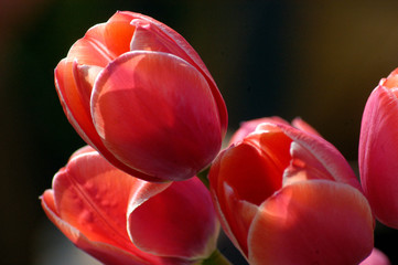 Tulpe