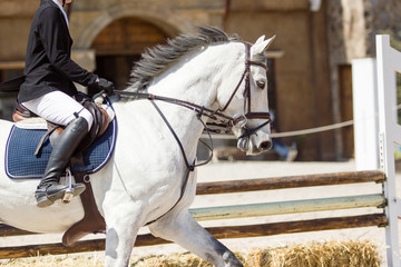 close up of an elegant man on his white horse at a equestrian contest
