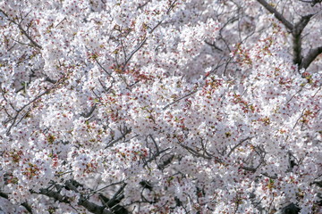 Japan cherry blossom season.White cherry blossoms are blooming.Travel in Japan.