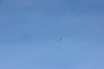 gaviota volando en libertad con cieloa azul de fondo