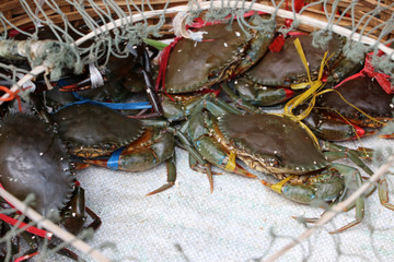 Live crabs in the bamboo basket and closed with rope net.