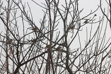 나무가지에 참새