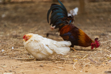 chicken resting in a farm