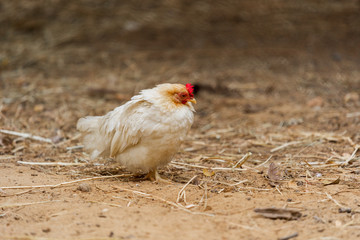 chicken resting in a farm