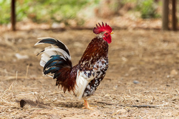 chicken resting in a farm