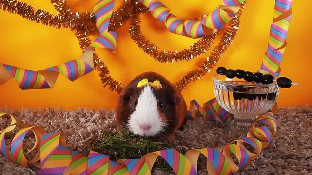 Animal party pet party cute guinea pig cavy celebrate celebrating new year birthday or other concept