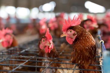 Chicken in the factory, Hens in cages industrial farm in Thailand, Animal and agribusiness, Food production and industry concept
