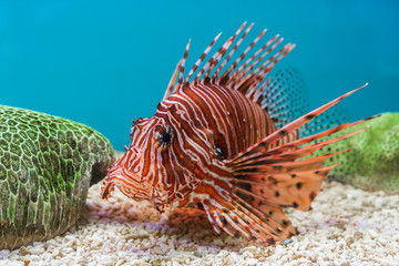 Lionfish (Pterois volitans)