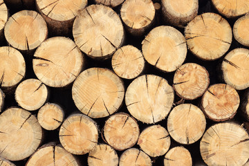 Woodpile stack of round logs of trees, abstract background texture for your design.