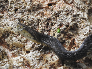Serpiente X encontrada a orillas del Río Cuyabeno.