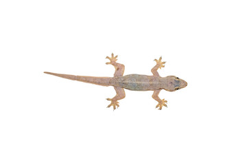 Common house gecko or Spiny-tailed house gecko isolated on white background with clipping path.