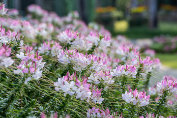 Obraz premium Cleome spider flower garden