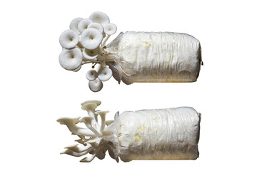 Oyster Mushroom grew in plastic bag isolated on white background.