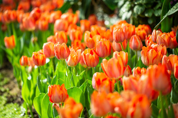 Orange tulip flower garden