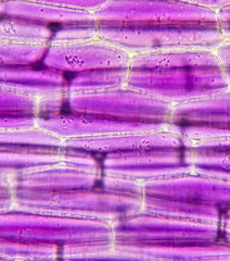 Tradescantia Spathacea leaf cell from microscope.