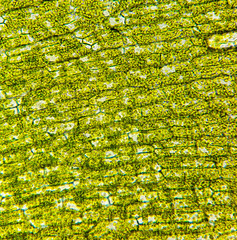 Hydrilla verticillata leaf cell from microscope.