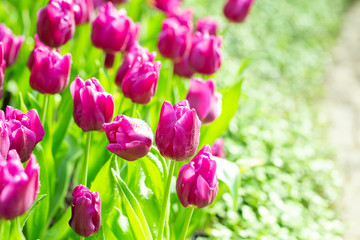 Obraz premium Purple tulip flower garden