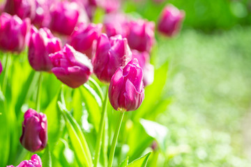 Fototapeta premium Purple tulip with green fields background