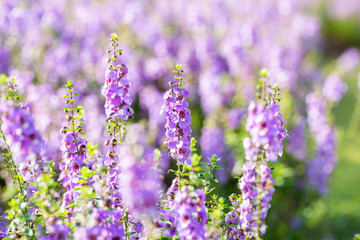 angelonia, goyazensis flower garden
