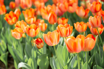 Orange tulip flower garden