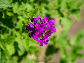 Fototapeta premium Flower
