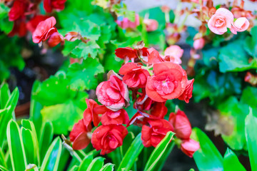 Beautiful Kalanchoe Calandiva flowers at night market. Shot in high ISO with grain