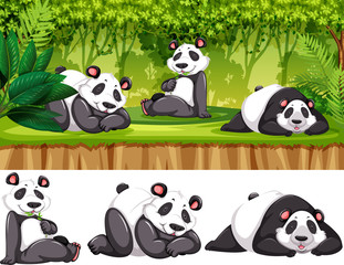 Panda in the wild