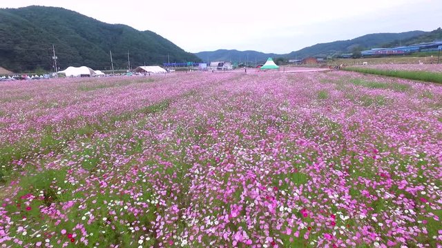 cosmos, buckwheat, bee, flower, hadong, bukcheon, bukchon, bugcheon, bugchon, gyengsangnamdo, gyeongnam, gyeongsangdo, korea, koera, corea, south korea, asia, landscape, aerial, drone, trip, travel, t