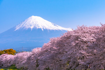Fototapeta na wymiar Mount Fuji ( Mt. Fuji ) with full bloom beautiful pink cherry blossoms flowers ( sakura ) in springtime sunny day with blue sky natural background
