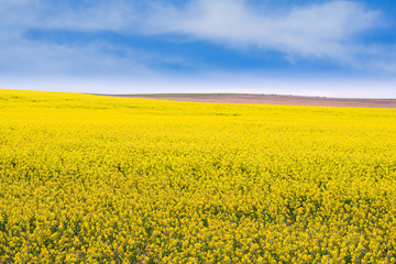 Canola field in rural South Australia 