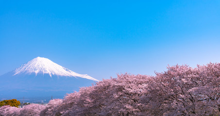 Fototapeta na wymiar Mount Fuji ( Mt. Fuji ) with full bloom beautiful pink cherry blossoms flowers ( sakura ) in springtime sunny day with blue sky natural background