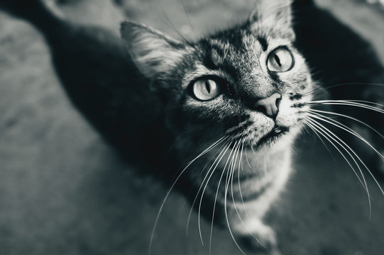 lucy