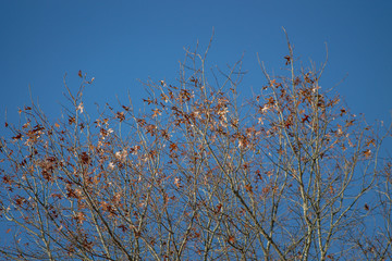 trees with few leaves on the branches
