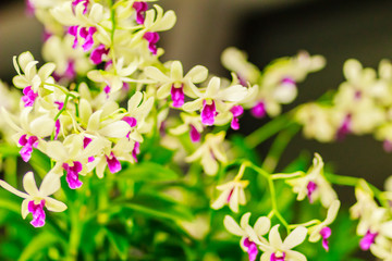 Beautiful decoration with Dendrobium orchid flower. Purple Dendrobium orchid flowers decorated in the building.