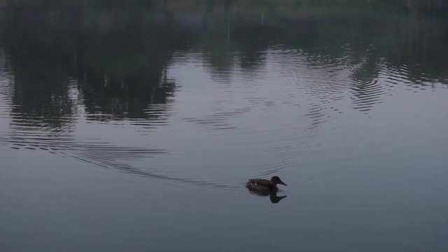 duck swimming arround