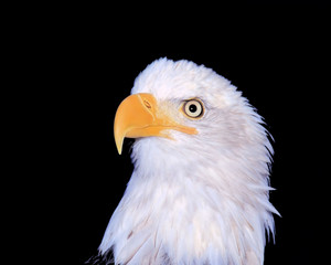 Obraz premium Bald Eagle photograph taken the Wildlife Sanctuary