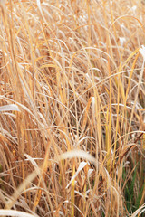 陽の中の金色の枯れ草　バックグラウンド　縦型