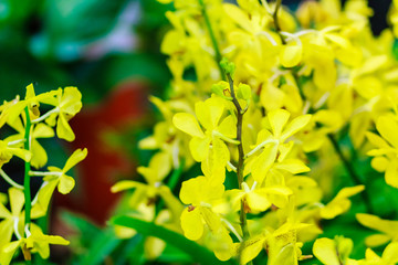 Yellow Ascocenda orchids flowers decorated at Suvarnabhumi airport, Bangkok, Thailand. Petal yellow ascocenda orchid flowers in night shot with grain.