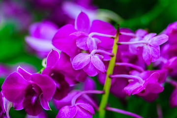 Beautiful Purple Orchid flower, Vanda hybrid flowers. Violet Vanda Orchid flower decorated in the airport.