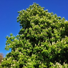 A horse chestnut tree in bloom