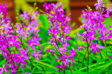 Beautiful Purple Ascocenda orchids flowers decorated at the airport in Bangkok, Thailand. Petal violet ascocenda orchid flowers in night shot with grain.