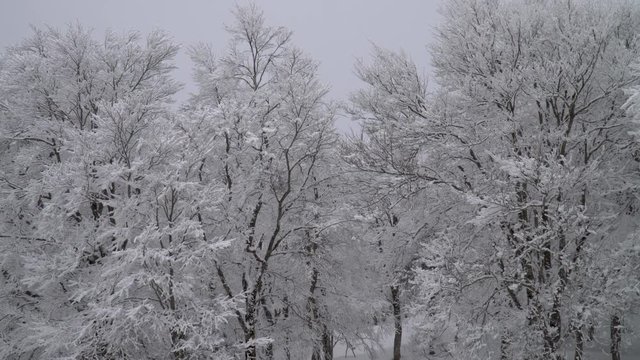 蔵王の樹氷と冬景色