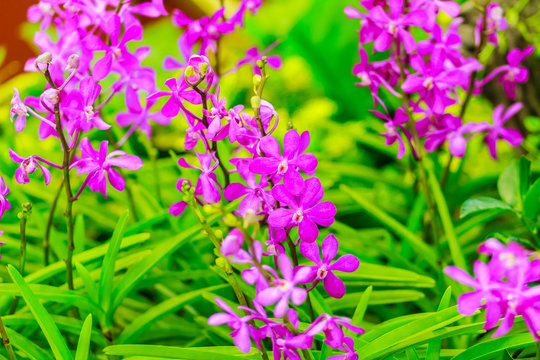 Beautiful Purple Ascocenda orchids flowers decorated at the airport in Bangkok, Thailand. Petal violet ascocenda orchid flowers in night shot with grain.