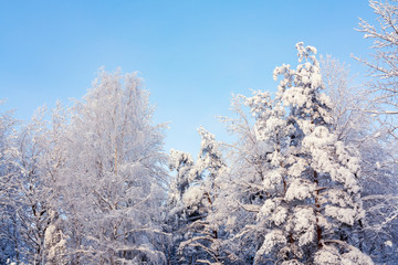 Trees covered with snow and frost in the winter forest against the blue sky