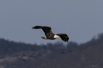 Bald Eagle in Flight