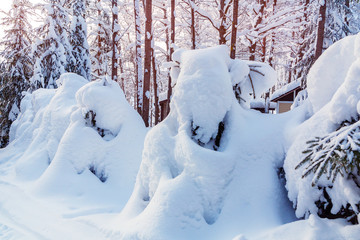 Small spruce trees in the winter forest covered with lots of snow