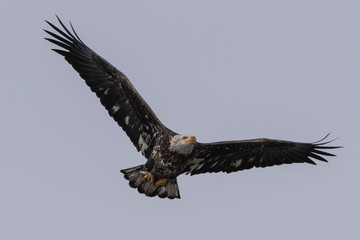 Bald Eagle in Flight
