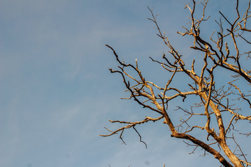 Branches of trees without leaves background. Dry season tree without leaves. Beautiful branch of tree in Autumn background.