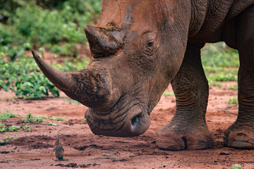 Obraz premium Big Rhino and little bird