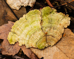 close up of shelf fungi and dead leaves